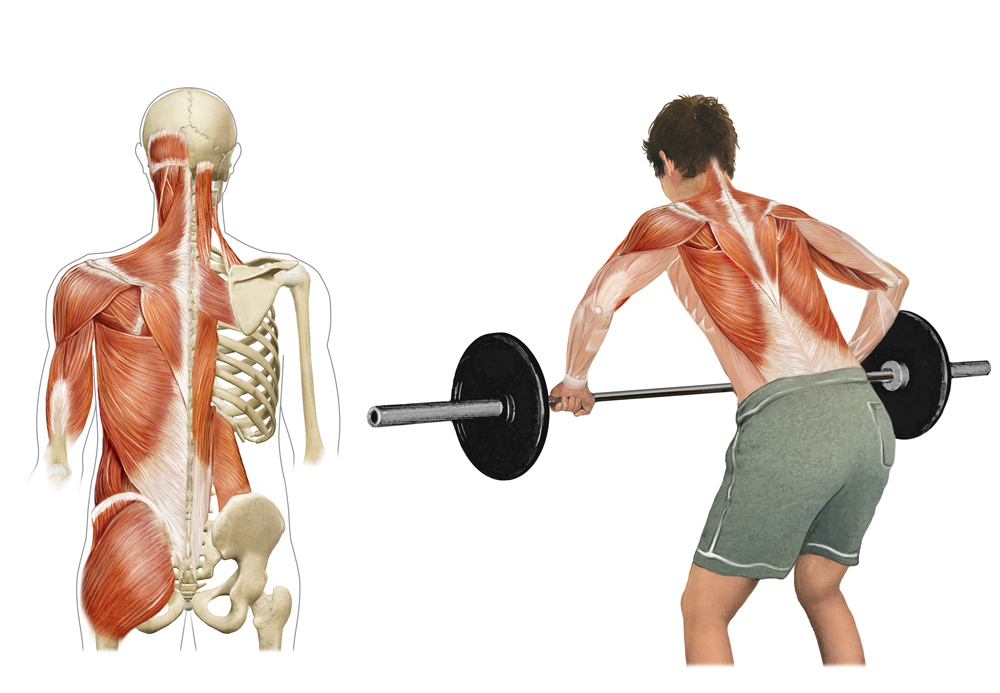 Muscoli
